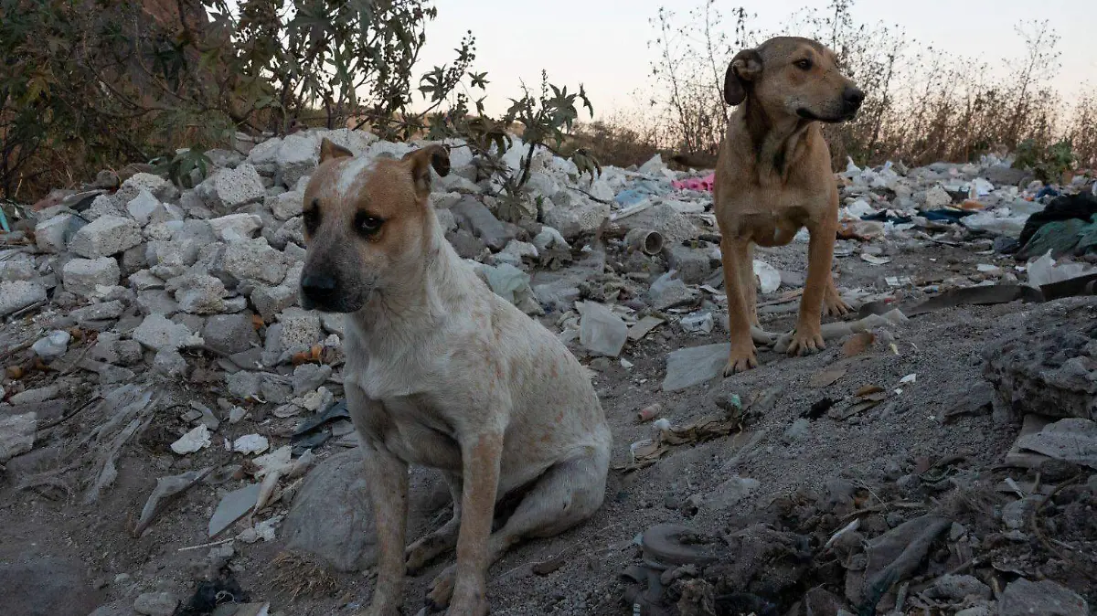 918958_Perritos Captura, esteriliza, libera Iztapalapa -06_impreso